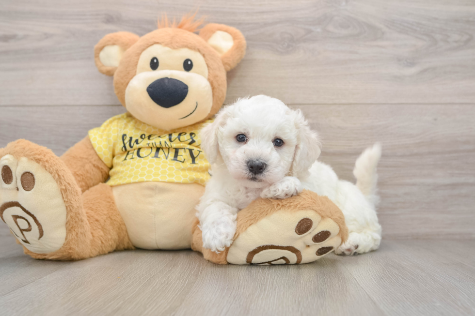 Bichon Frise Puppy for Adoption