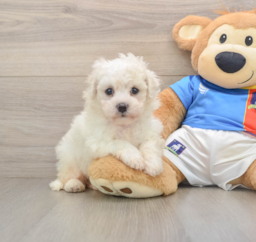 5 week old Bichon Frise Puppy For Sale - Pilesgrove Pups
