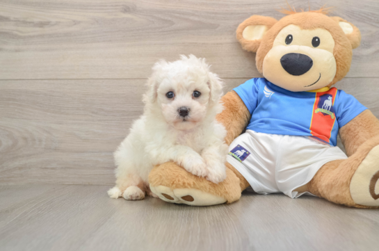 Bichon Frise Puppy for Adoption