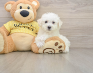 7 week old Bichon Frise Puppy For Sale - Pilesgrove Pups