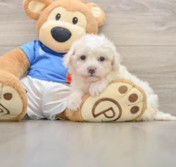 5 week old Bichon Frise Puppy For Sale - Pilesgrove Pups
