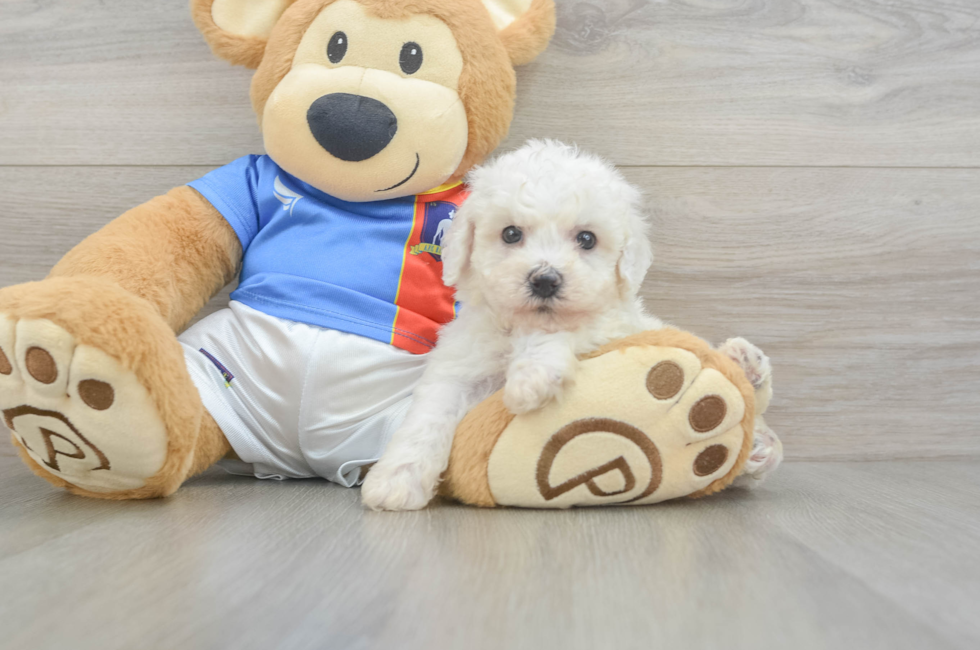 6 week old Bichon Frise Puppy For Sale - Pilesgrove Pups