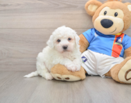 5 week old Bichon Frise Puppy For Sale - Pilesgrove Pups