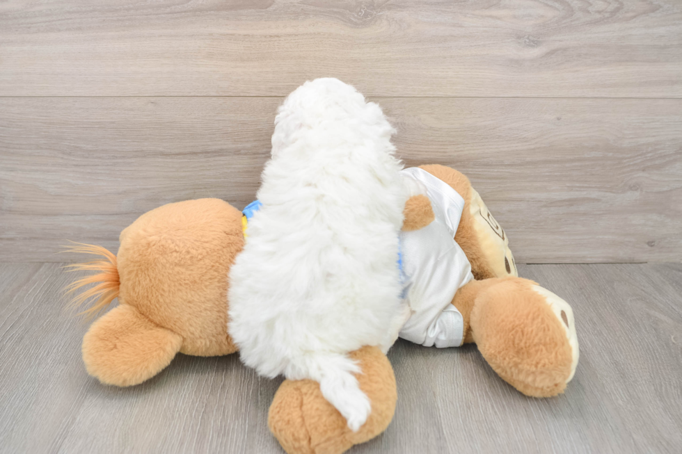 Bichon Frise Puppy for Adoption