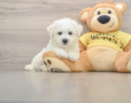 7 week old Bichon Frise Puppy For Sale - Pilesgrove Pups