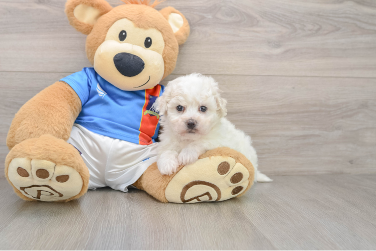 Akc Registered Bichon Frise Baby