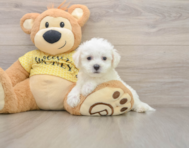 7 week old Bichon Frise Puppy For Sale - Pilesgrove Pups