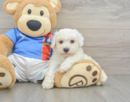 5 week old Bichon Frise Puppy For Sale - Pilesgrove Pups