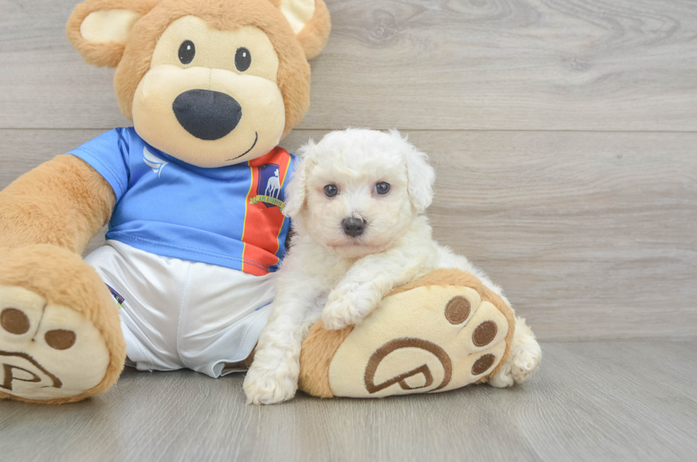 6 week old Bichon Frise Puppy For Sale - Pilesgrove Pups