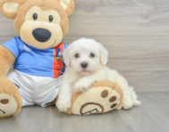 5 week old Bichon Frise Puppy For Sale - Pilesgrove Pups