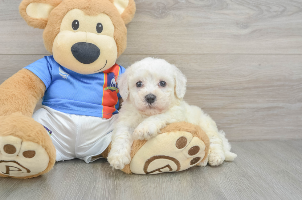 6 week old Bichon Frise Puppy For Sale - Pilesgrove Pups
