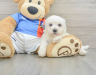 6 week old Bichon Frise Puppy For Sale - Pilesgrove Pups