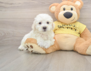 7 week old Bichon Frise Puppy For Sale - Pilesgrove Pups