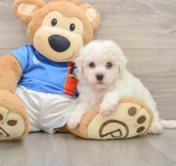 5 week old Bichon Frise Puppy For Sale - Pilesgrove Pups