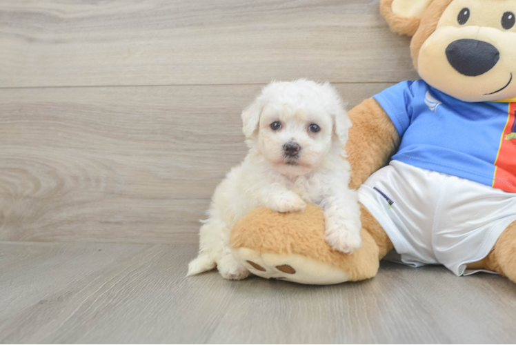 Best Bichon Frise Baby
