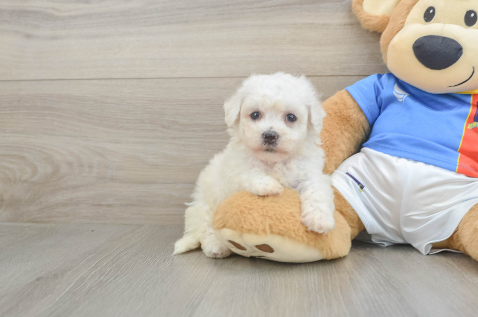 6 week old Bichon Frise Puppy For Sale - Pilesgrove Pups