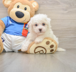 5 week old Bichon Frise Puppy For Sale - Pilesgrove Pups