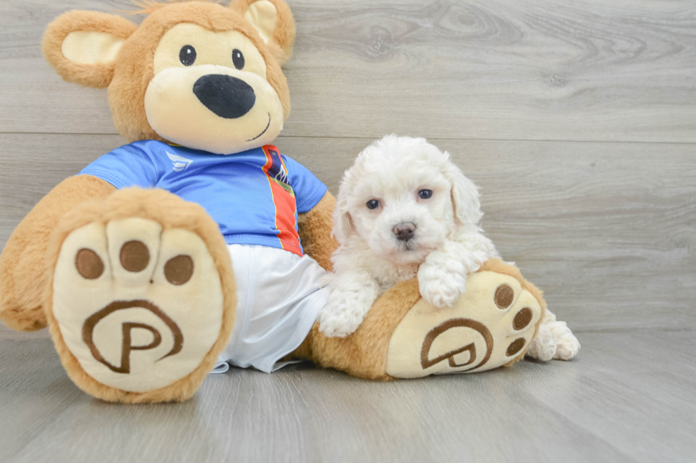 Bichon Frise Puppy for Adoption