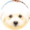 Bichon Frise Puppy For Sale - Pilesgrove Pups Bichon Frise Puppy For Sale - Pilesgrove Pups