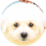 Bichon Frise Puppies For Sale - Pilesgrove Pups Bichon Frise Puppies For Sale - Pilesgrove Pups