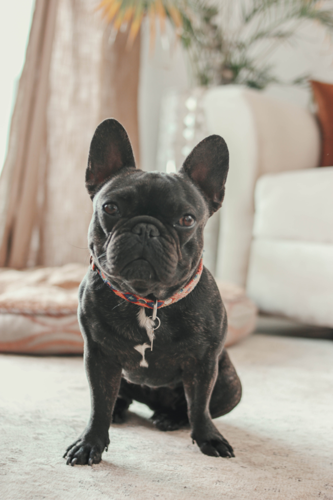 French Bulldog Puppies For Sale in New City, New York | Pilesgrove Pups