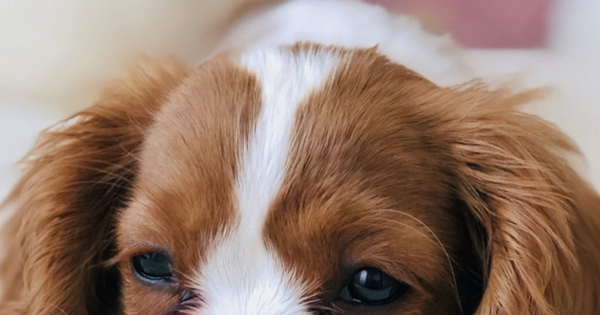 Cavalier King Charles Spaniel Puppies For Sale in Springfield, Virginia ...