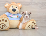 6 week old Boston Terrier Puppy For Sale - Pilesgrove Pups