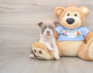 6 week old Boston Terrier Puppy For Sale - Pilesgrove Pups