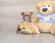 6 week old Boston Terrier Puppy For Sale - Pilesgrove Pups