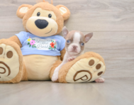 6 week old Boston Terrier Puppy For Sale - Pilesgrove Pups