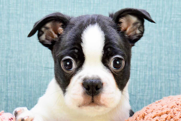 Boston Terrier Puppy For Sale - Pilesgrove Pups