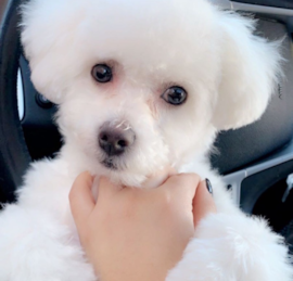 Bichon Tenerife Puppies For Sale - Pilesgrove Pups