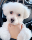 Cute Bichon Frise Pup