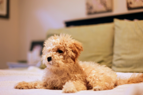 Cute Maltipoo Poodle Mix Pup