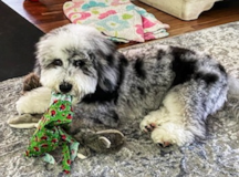 Cute Mini Sheepadoodle Pup