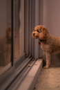 Cute Cavalier Poodle Mix Pup