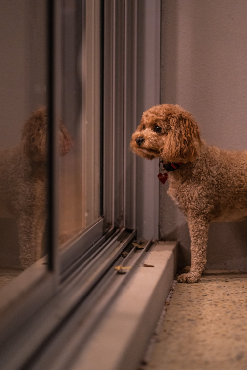 Cute Cavalier Poodle Mix Pup