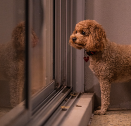 Cavadoodle Puppies For Sale - Pilesgrove Pups