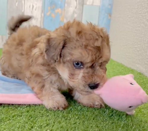Poochon Being Cute