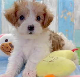 Yorkie Doodle Puppies For Sale - Pilesgrove Pups