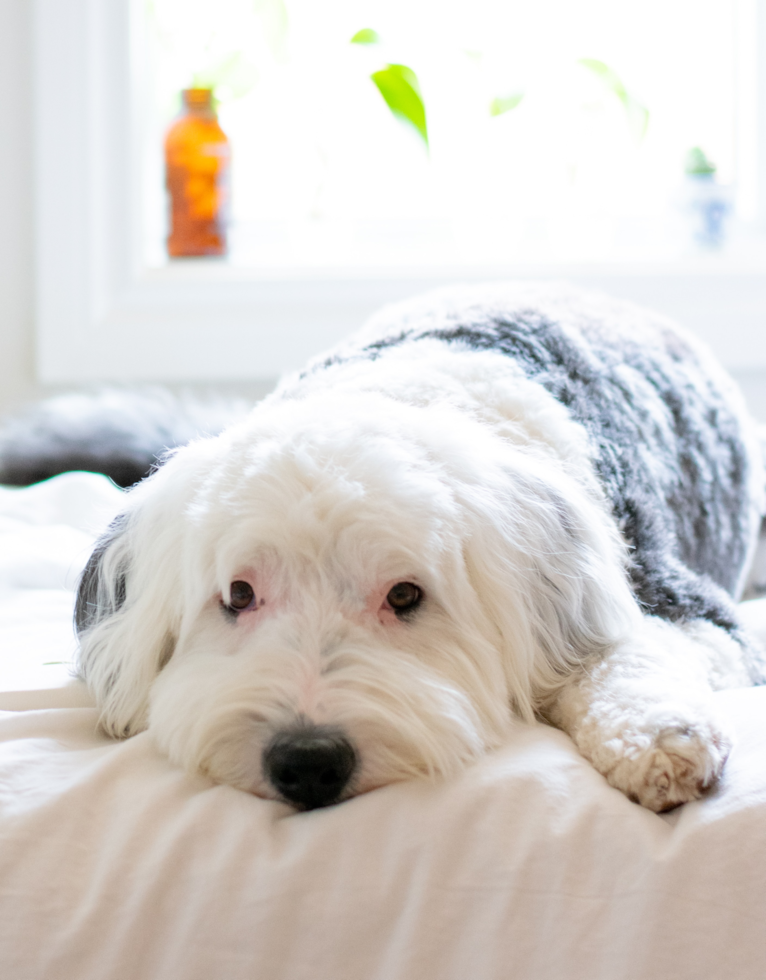 Cute Mini Sheepadoodle Poodle Mix Pup