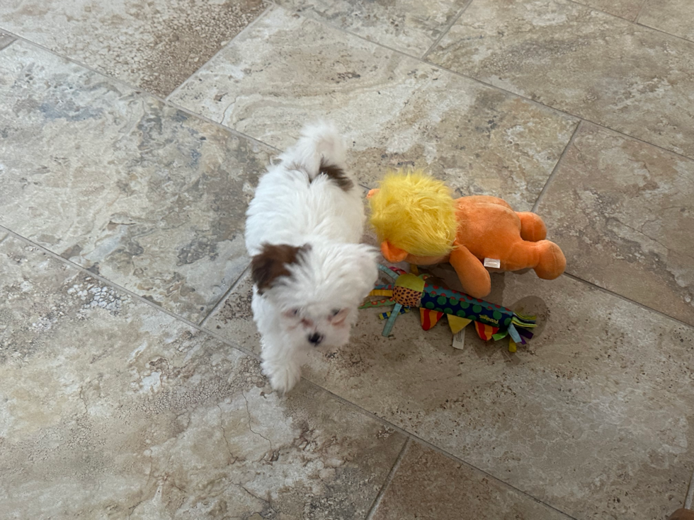 brown and white parti shih poo puppy on the floor next to dog toys 