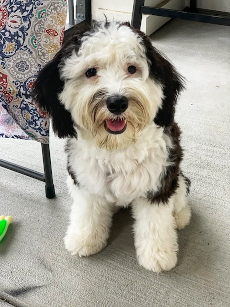 Mini Sheepadoodle Being Cute