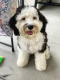 Mini Sheepadoodle Being Cute