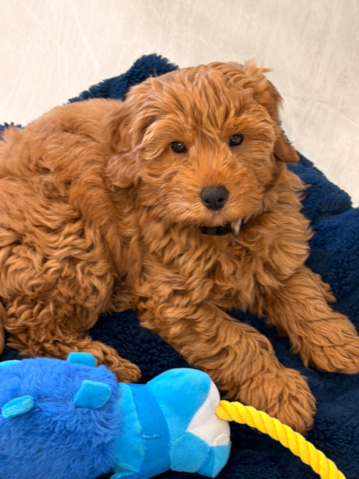 brown mini goldendoodle sitting on the floor surrounded by plush toys 