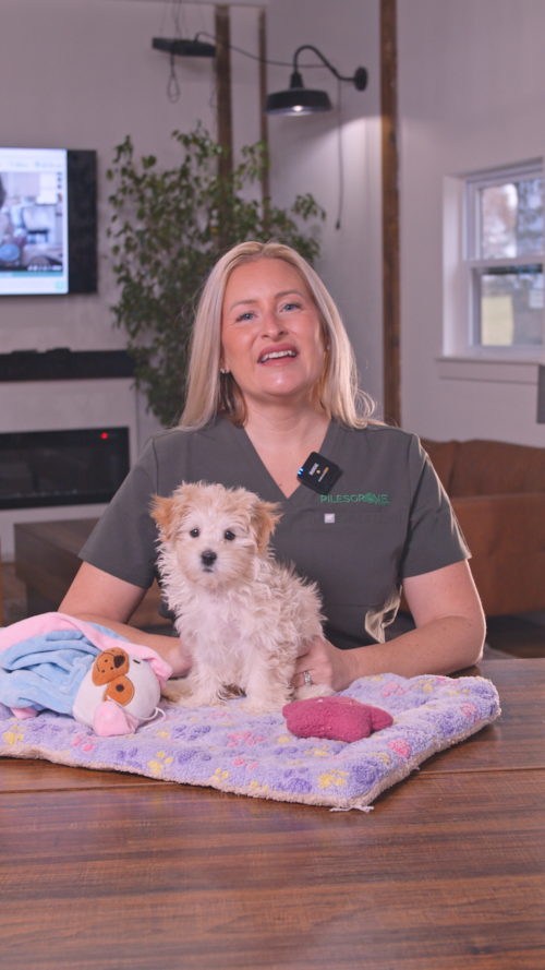 Pilesgrove Pups Thinking about getting a Maltipoo?❤️🐶 Trending Video