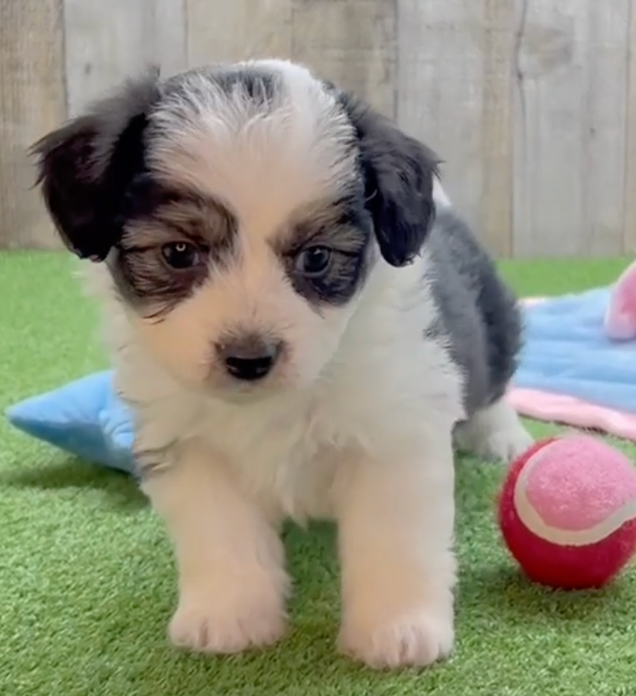 Cute Aussiechon Designer Pup