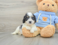 6 week old Cavachon Puppy For Sale - Pilesgrove Pups