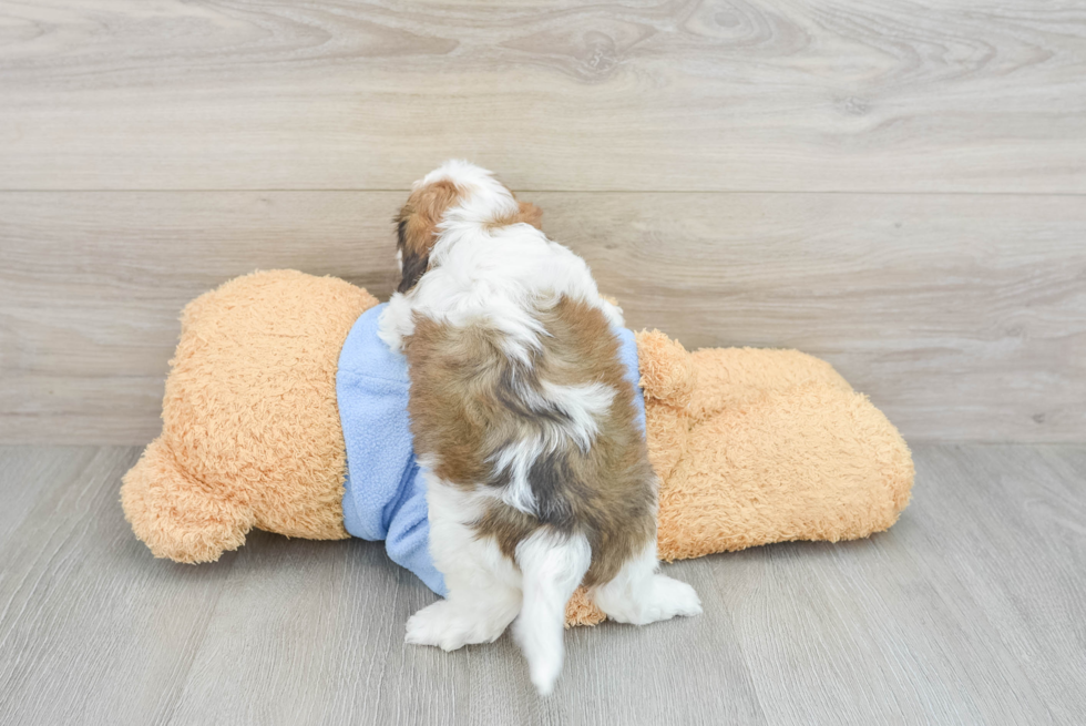 Cavachon Pup Being Cute