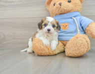 8 week old Cavachon Puppy For Sale - Pilesgrove Pups